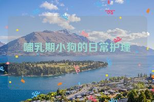 哺乳期小狗的日常护理