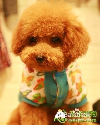 怎么喂养和管理哺乳期的幼犬