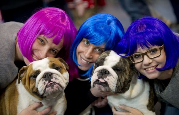 各路名犬亮相英国狗展比拼时尚