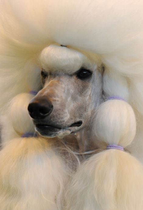 各路名犬亮相英国狗展比拼时尚