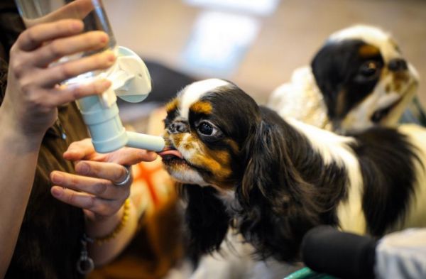 各路名犬亮相英国狗展比拼时尚