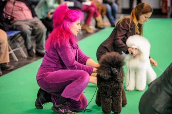 各路名犬亮相英国狗展比拼时尚