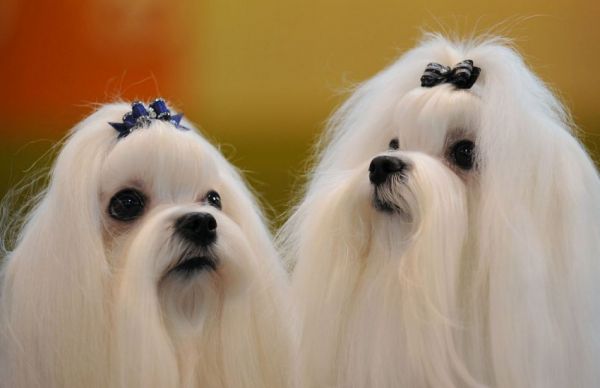 各路名犬亮相英国狗展比拼时尚