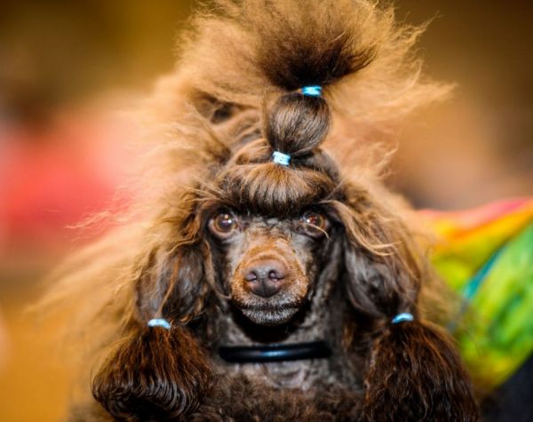 各路名犬亮相英国狗展比拼时尚