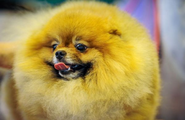 各路名犬亮相英国狗展比拼时尚