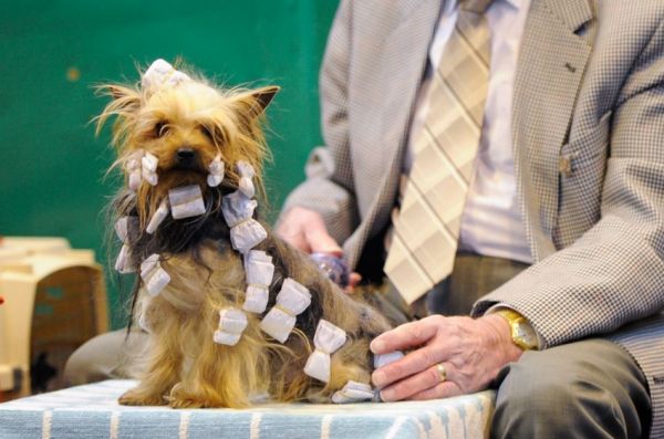 各路名犬亮相英国狗展比拼时尚