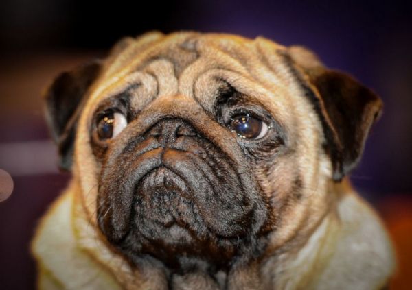 各路名犬亮相英国狗展比拼时尚