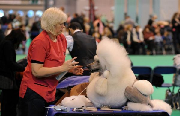 各路名犬亮相英国狗展比拼时尚