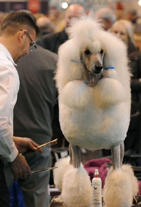 各路名犬亮相英国狗展比拼时尚