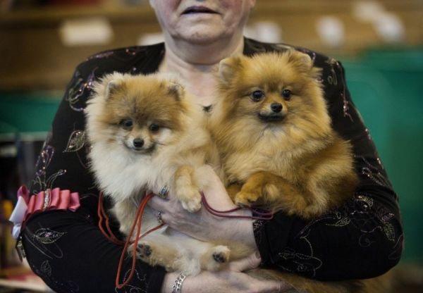 各路名犬亮相英国狗展比拼时尚