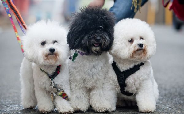 各路名犬亮相英国狗展比拼时尚