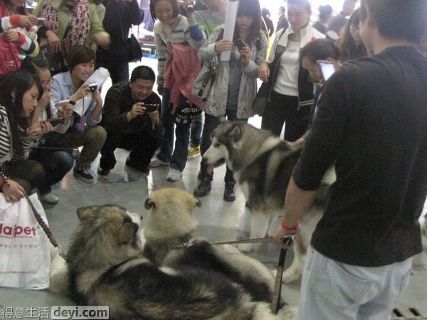 围观中，哈哈