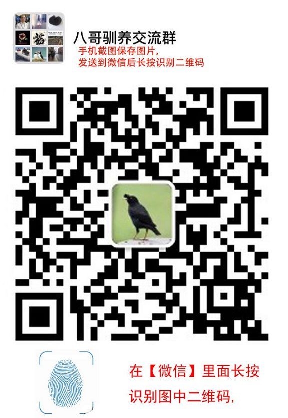 八哥鸟生病4天吃了土霉素也不好怎么办？