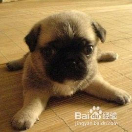 八哥犬怎么训练大小便