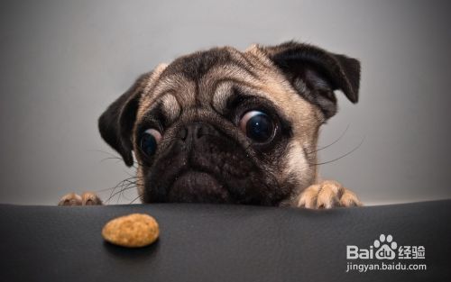 八哥犬怎么训练大小便