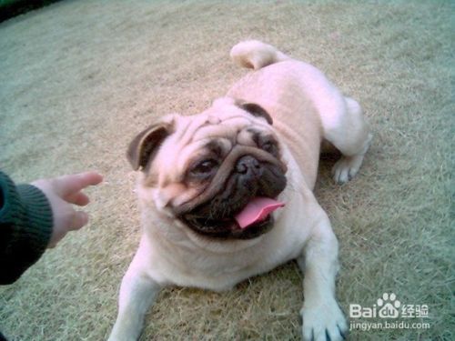 八哥犬怎么训练大小便