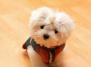 母犬分娩前有哪些异常行为