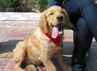 金毛犬怀孕了要注意什么?
