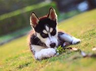 狗狗免疫办证的流程