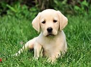 关于母犬生理期的小知识