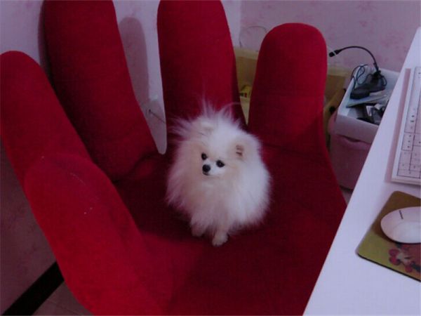 犬子宫蓄脓症的解析