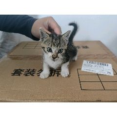 <strong>猫咪收养</strong>_猫狗/宠物用品