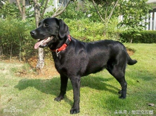 最全狗狗分类，运动犬类详细介绍及图片展示
