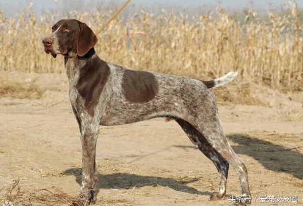 最全狗狗分类，运动犬类详细介绍及图片展示