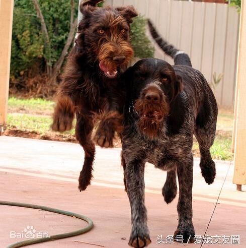 最全狗狗分类，运动犬类详细介绍及图片展示