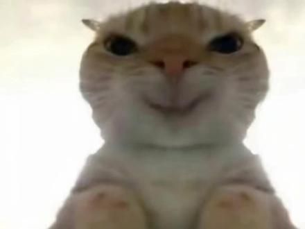 #猫咪 #猫咪的迷惑行为 #撸猫的第一视角 #小猫可以治愈一切 #被猫咪治愈的瞬间