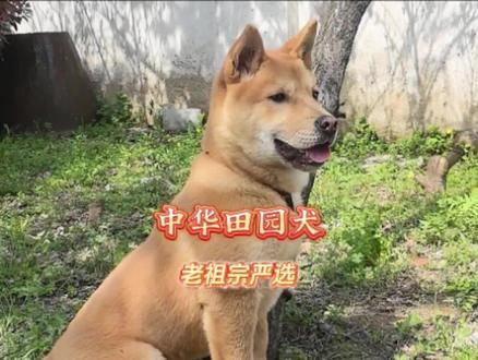 老祖宗严选，中华田园犬。#中华田园犬 #狗狗 #小狗 #老祖宗严选