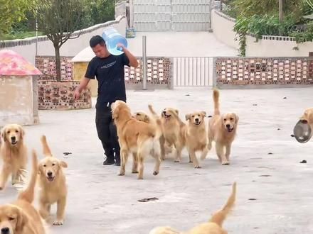 这只小金毛用行动诠释了什么叫可怜之狗必有可恨之处！ #狗狗的心思都写在脸上了 #养狗的乐趣 #狗子成精了