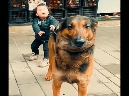 这是一只带娃的狗保姆，一脸的崩溃 #狗狗 #萌宠成精了 #狗狗的心思都写在脸上了