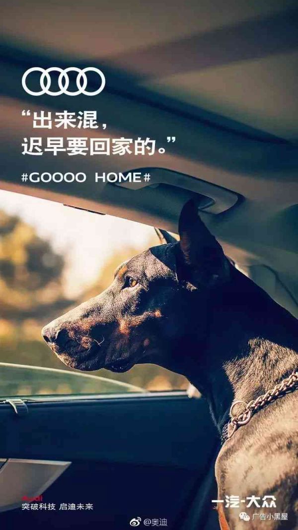 萌宠灵感集结：宠物创意文案精选与创作灵感