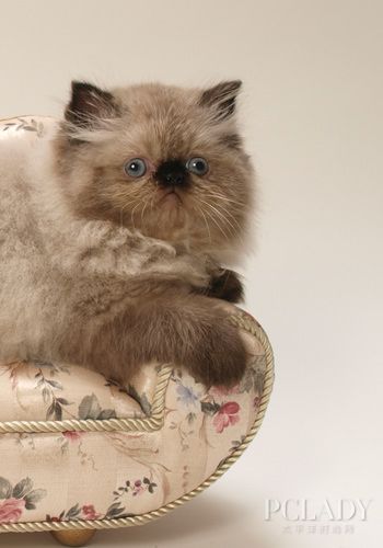 喜马拉雅猫