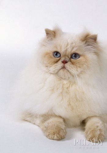 喜马拉雅猫