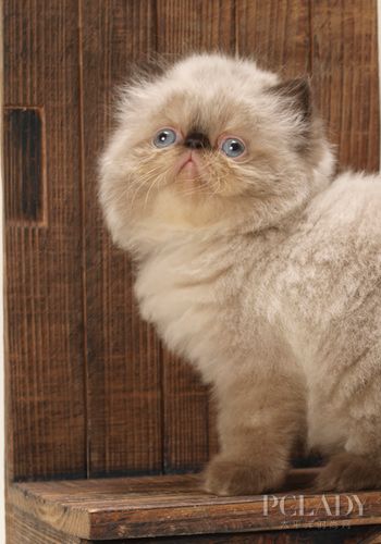 喜马拉雅猫