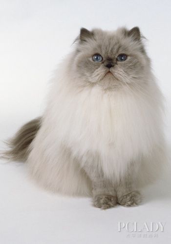 辨析猫咪是否有歉疚的情感