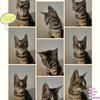 猫了个喵喵