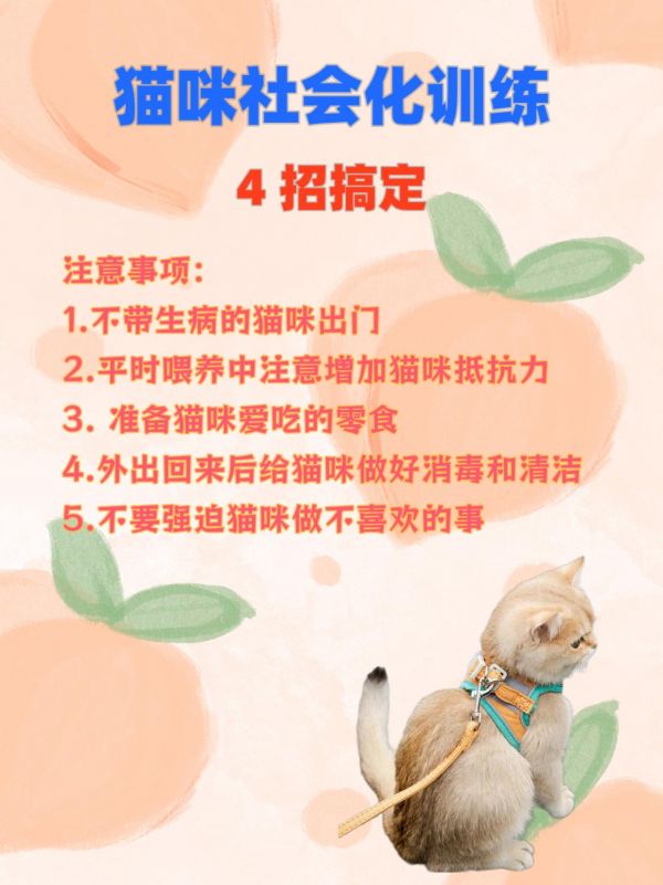 4 步搞定 猫咪户外训练 。收藏起来，快去给你家猫咪上课吧 #科学养宠攻略 #萌宠出道计划 #猫咪 #萌宠 #经验分享