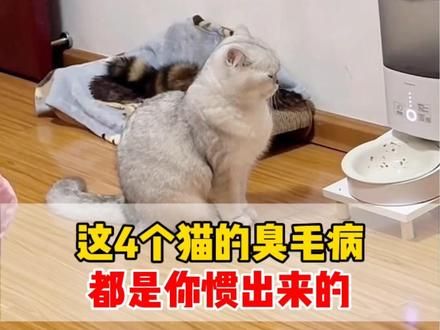 这4个猫的臭毛病都是你惯出来的‼️#养猫经验分享 #科学养宠攻略 #养猫人
