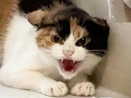 打猫可以驯化野猫吗 没有训不好的野猫 你只管用爱感化 剩下的交给时间即可