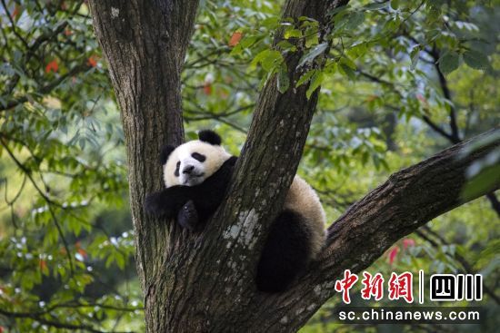 躲在树上的慵懒大熊猫。颜华摄