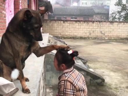 它是我见过最聪明的狗狗，即便被孩子打，它也像家长一样包容孩子#狗狗的心思都写在脸上了 #萌宠出道计划 #养狗的意义 #狗与小主人 #世界上不能没有小狗