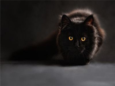 公猫什么时候绝育