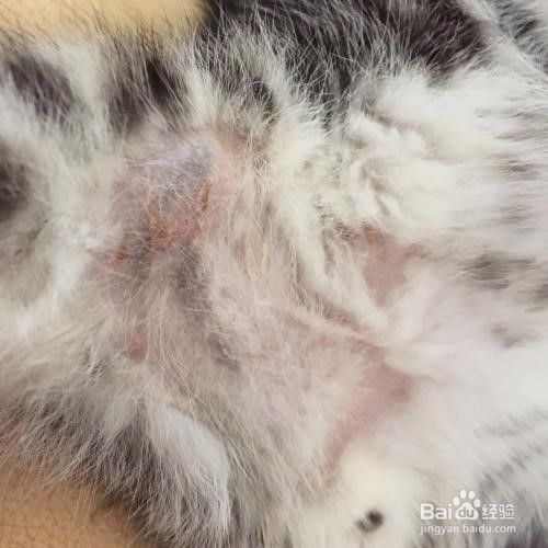 如何治疗猫咪皮肤病？