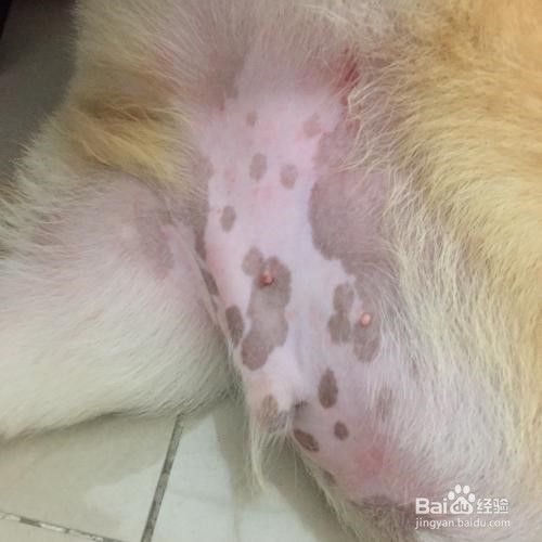 如何治疗猫咪皮肤病？