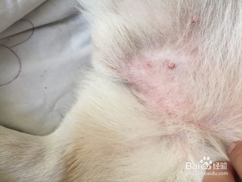 如何治疗猫咪皮肤病？