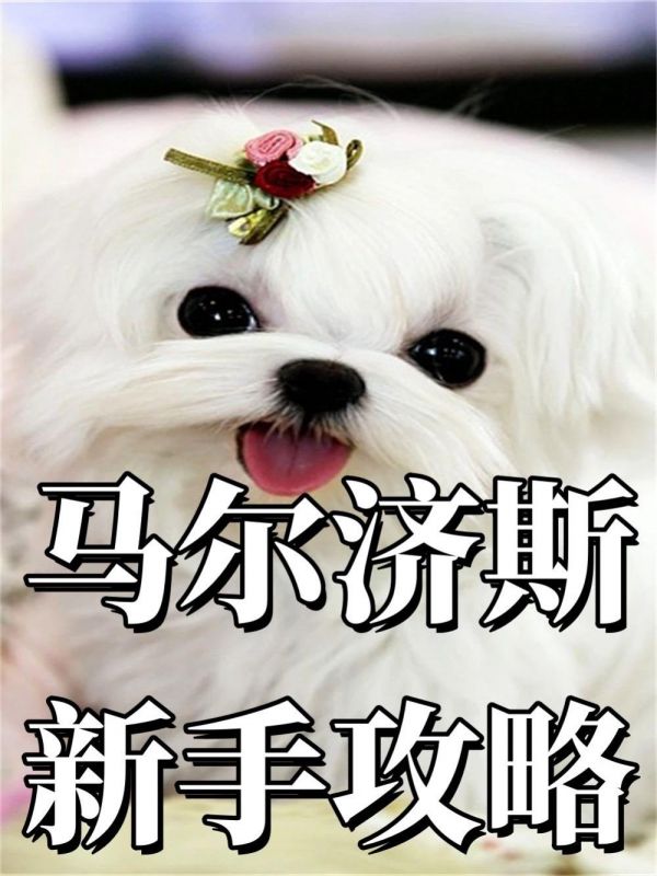 马尔济斯新手攻略！！1 马尔济斯品相选择 ·眼睛颜色较深 形状大而圆 ·耳朵位置低 耳朵为下垂三角形 ·脑门要宽一点 从鼻梁到额段略呈弧形 ·鼻子以一个指头为最佳 长度尽量不要超过两个指头 ·毛发长而直 毛质柔顺光滑纯白有光泽 ·胸部宽 四肢短小有饰毛 - 2 马尔济斯优缺点 优点：可爱、没有体味、不掉毛、性格乖巧 缺点：毛易打结、白毛易脏 - 3 马尔济斯价位 ·性别上妹妹会比弟弟贵 ·体长上是越小越贵 ·眼睛大鼻子短小、额头饱满、且五官协调的狗狗越贵 ￥价格基本上在一万块以上（特价除外） - 4 马尔济斯挑选重点 ·龅牙或者地包天 ·水秀 ·分眼 - 5 马尔济斯养护重点 ·关于泪痕 ·关于狗粮 ·关于零食 ·吃出闪亮毛发 - 6 马尔济斯注意事项 注意补钙 日常护理 常见病预防 #马尔济斯 #萌宠出道计划 #小狗饲养手册 #马尔济斯幼犬 #萌到爆炸了