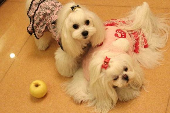 马尔济斯犬多大产仔